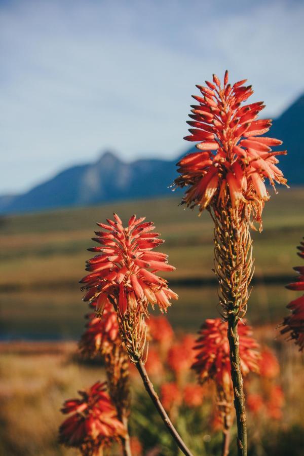 Vila Appelsbosch Guest Farm Swellendam Exteriér fotografie
