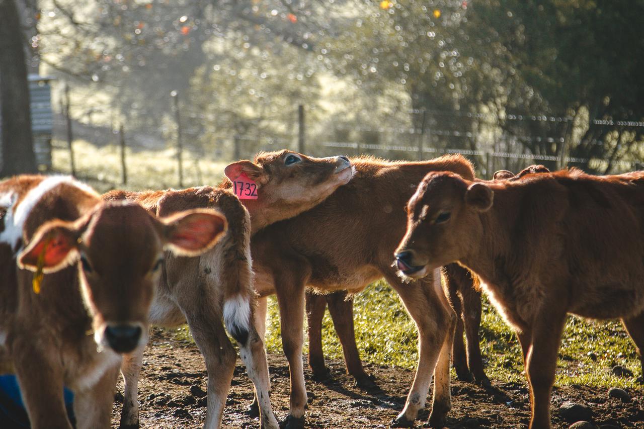 Vila Appelsbosch Guest Farm Swellendam Exteriér fotografie